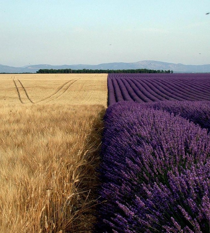 пшеничное и сиреневое поле