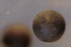 Удивительное видео процесса деления клетки лягушки