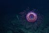Видео: Гипнотизирующе красивая медуза Halitrephes maasi