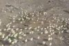 Нашествие птенцов: в Грузии на свалку выкинули тысячи яиц, но из них вылупились цыплята